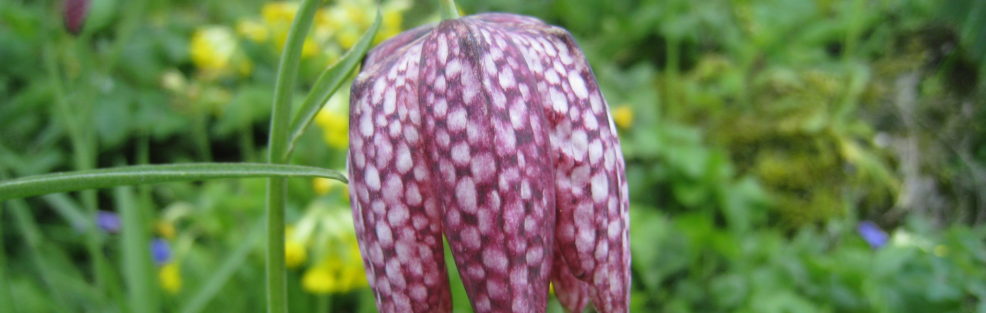 Fritillaria